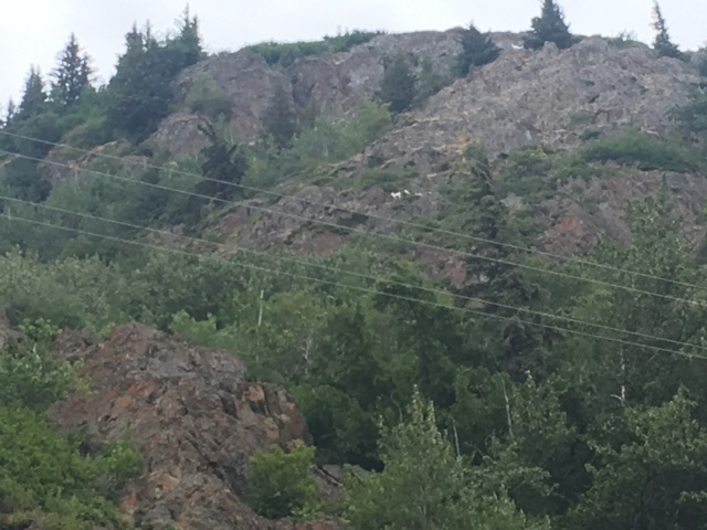 2019-07-12 07-50th-anniversary-cruise-Seward-to-Anchorage-55-goats.JPG